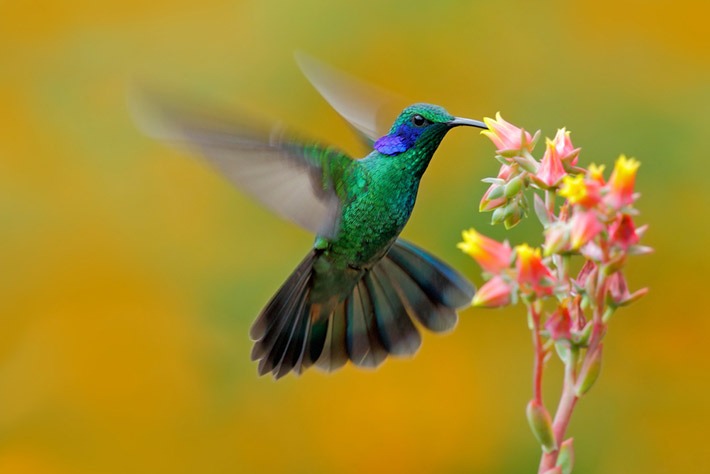 Lee más sobre el artículo Cariló: primer jardín de colibríes del país – Maximiliano Macaluse