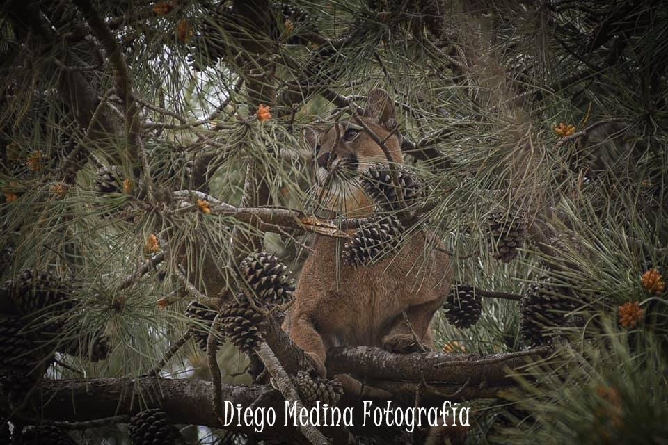En este momento estás viendo “En la primera evaluación que nosotros pudimos hacer es que es un animal que viene de mascotismo”