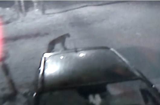 En este momento estás viendo Rescate de una puma: “Venía re pancha hasta que le salió la perra. La cámara registra movimientos” – Claudio Mora